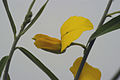 Crotalaria lanceolata (?)