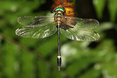 Macromidia donaldi (ആൺതുമ്പി)