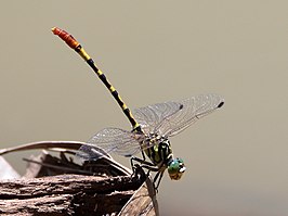 Austroepigomphus turneri