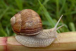 Harilik viinamäetigu Helix pomatia