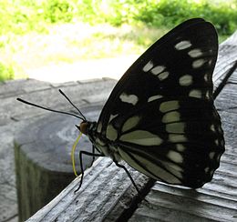 Hestina persimilis