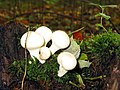 Lycoperdon pyriforme