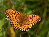 Markperlemorsommerfugl Argynnis aglaja