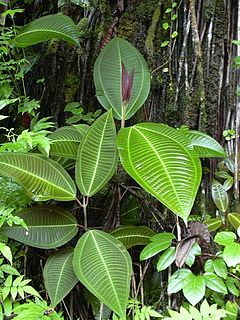 Miconia calvescens