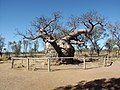 Boab tree - Derby, Western Australia