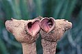 Flores de Hydnora triceps em Namaqualand, África do Sul, 1999