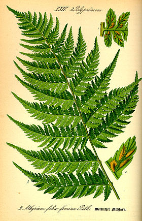 Athyrium filix-femina (ilustração).