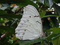 Morpho polyphemus