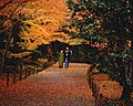 Leaf peeping (Momiji)