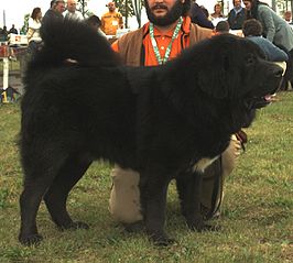 Tibetaanse mastiff