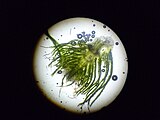 Апекс Ceratophyllum submersum.