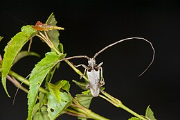 Acalolepta sublusca maculihumera (28119578436).jpg