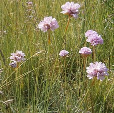 Armeria arenaria