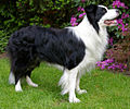 Irlanninkirjava bordercollie.