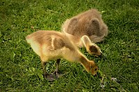 Goslings