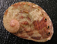 Haliotis coccoradiata