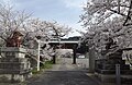 桜満開の山門付近