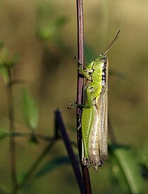 Tilipische