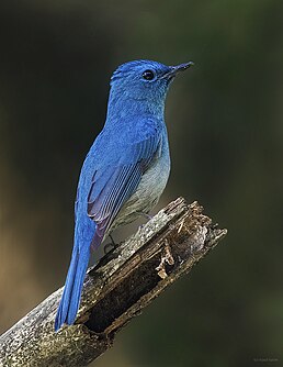 Самець лазурової нільтави (Ассам, Індія)