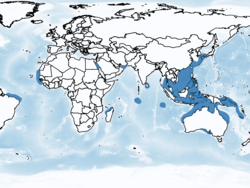 ツノシマクジラの分布図[注 1]