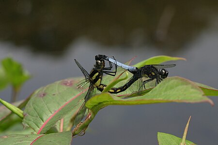 Orthetrum triangulare (ഇണചേരുന്നു)