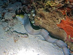 Une murène à tête jaune (Gymnothorax rueppelliae)