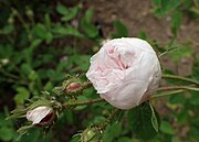 'Rose de Meaux White' (onbekend, 1789)