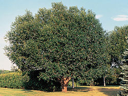 Halava eli viitahalava (Salix pentandra)