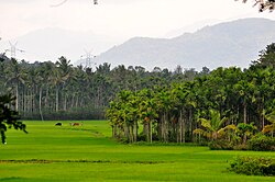 സുൽത്താൻ ബത്തേരിയിലെ നെൽപാടം