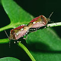 Tandem (cul à cul) chez la punaise des baies, Dolycoris baccarum, Pentatomidae