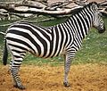 Equus quagga boehmi