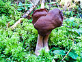 Gyromitra esculenta