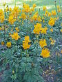 Trollius chinensis