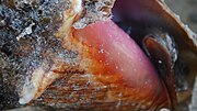 Conch Caught off North Caicos