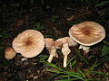 !!Agaricus placomyces!!