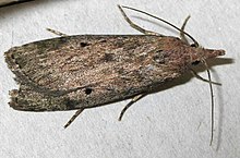 Aphomia sociella 9626.jpg