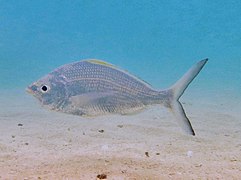 Une gerre (Gerres longirostris)