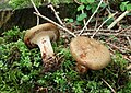 !!!Paxillus-involutus!!!