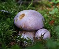 !!Cortinarius traganus!!