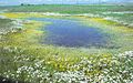 Image 16Vernal pools are ponded only during the wetter part of the year. (from Marsh)