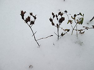 Vinterståndare sticker upp ur snön i december