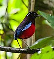 Black-crowned pitta