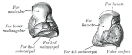 {Het os capitatum van de linkerhand