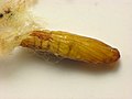 Pupa