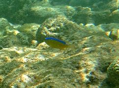 Une demoiselle bleu électrique (Chrysiptera brownriggii) juvénile