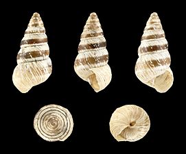 Cochlicella barbara (Schlanke Form)