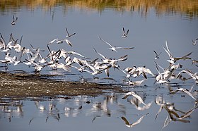 Птицы в дельте реки Аксьос (Вардар)