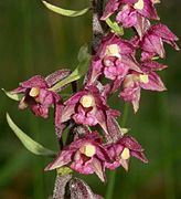 Epipactis atrorubens