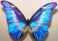 Morpho helena