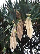 Inflorescences mâles